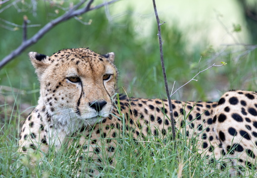 Cheetah