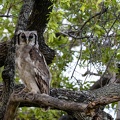 Giant Eagle Owl