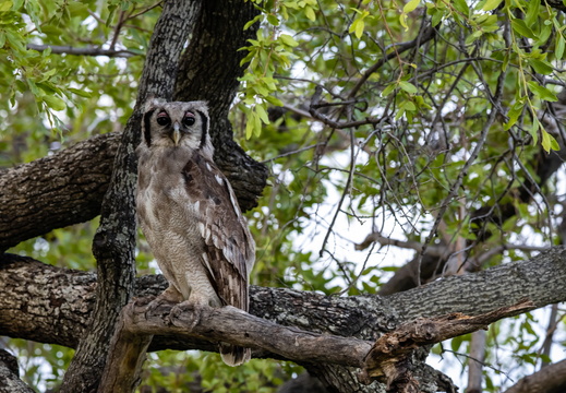 Giant Eagle Owl