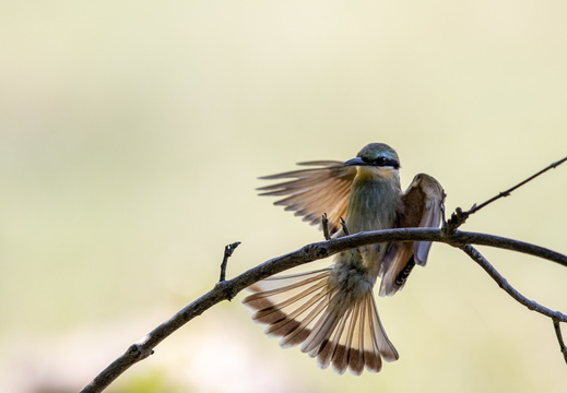 Little bee-eater
