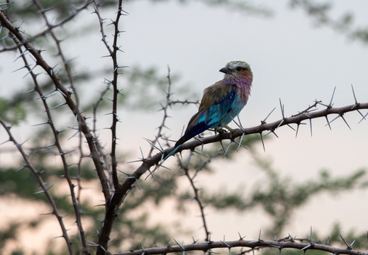 Lilac-breasted roller
