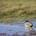 Wintertaling in de groenzoom.jpg