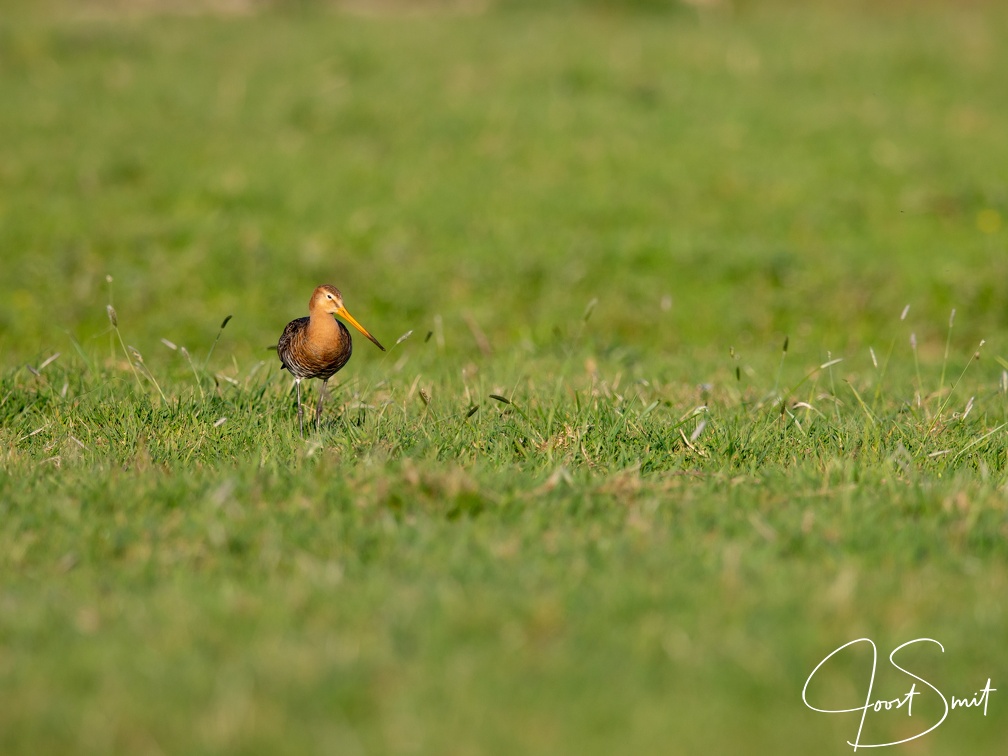 Grutto in het gras