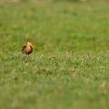 Grutto in het gras