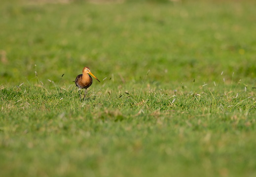 Grutto in het gras