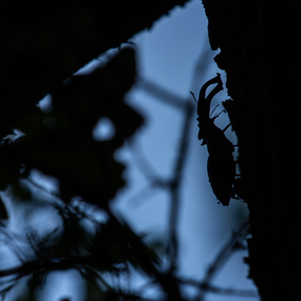 Silhoutte van een Vliegend Hert-Piwigo_lightroom-2.jpg