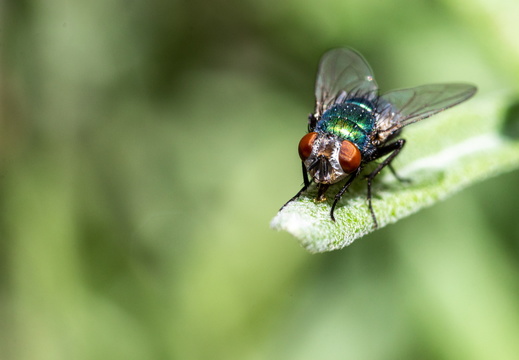 Insects