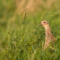 Fazant in het groene gras