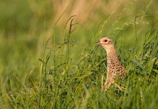 Fazant in het groene gras