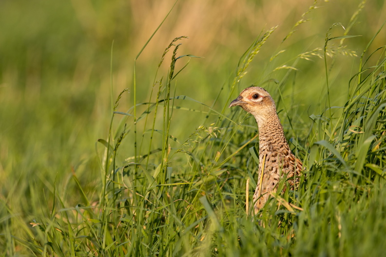 Fazant in het groene gras.jpg