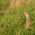 Fazant in het groene gras.jpg