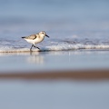 Drieteenstrandloper op het strand