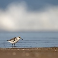 Drieteenstrandloper voor een grote golf