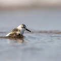 Drieteenstrandloper komt uit het water