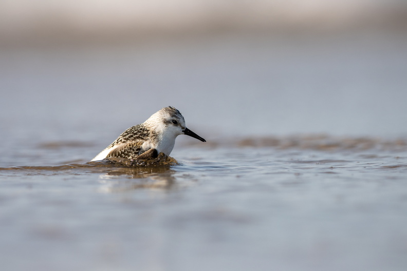 Drieteenstrandloper komt uit het water.jpg