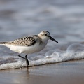 Drieteenstrandloper in de branding