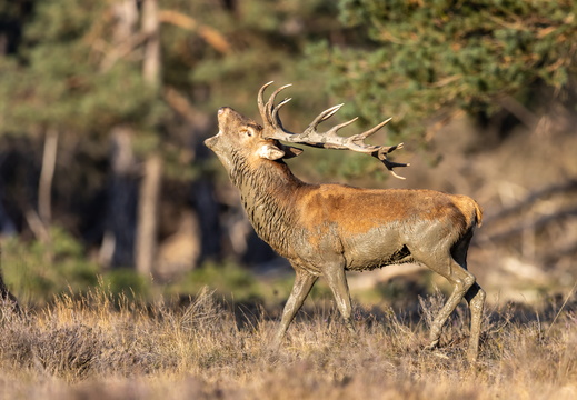 Veluwe