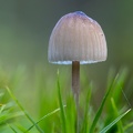 Paddestoel in het groene gras