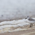 Drieteenstrandloper in het schuim van de golven