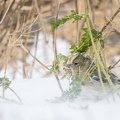 Vinkje schuilt in de sneeuwstorm
