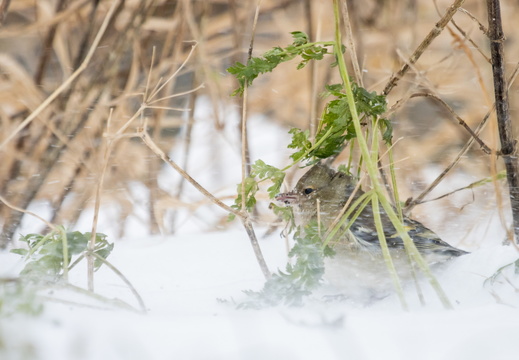 Vinkje schuilt in de sneeuwstorm