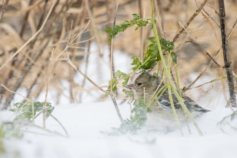 Vinkje schuilt in de sneeuwstorm.jpg