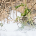 Vinkje schuilt in de sneeuwstorm.jpg