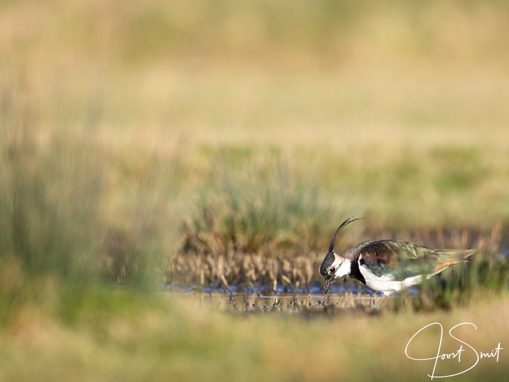 Kievit in het gras