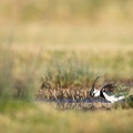 Kievit in het gras