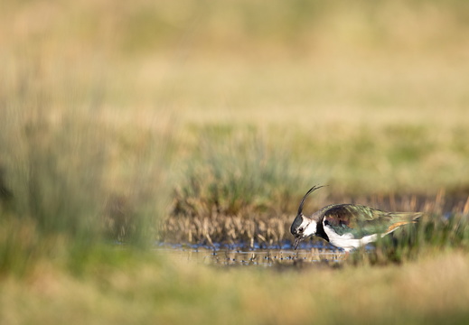 Kievit in het gras
