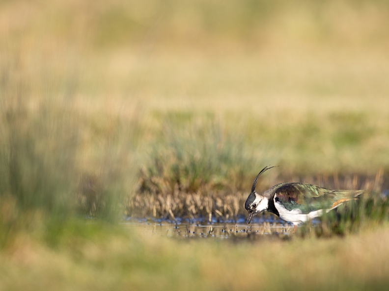 Kievit in het gras