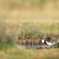 Kievit in het gras.jpg