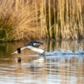Fuut scheert over het water tijdens de balts