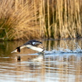 Fuut scheert over het water tijdens de balts.jpg
