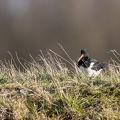 Scholekster in het gras