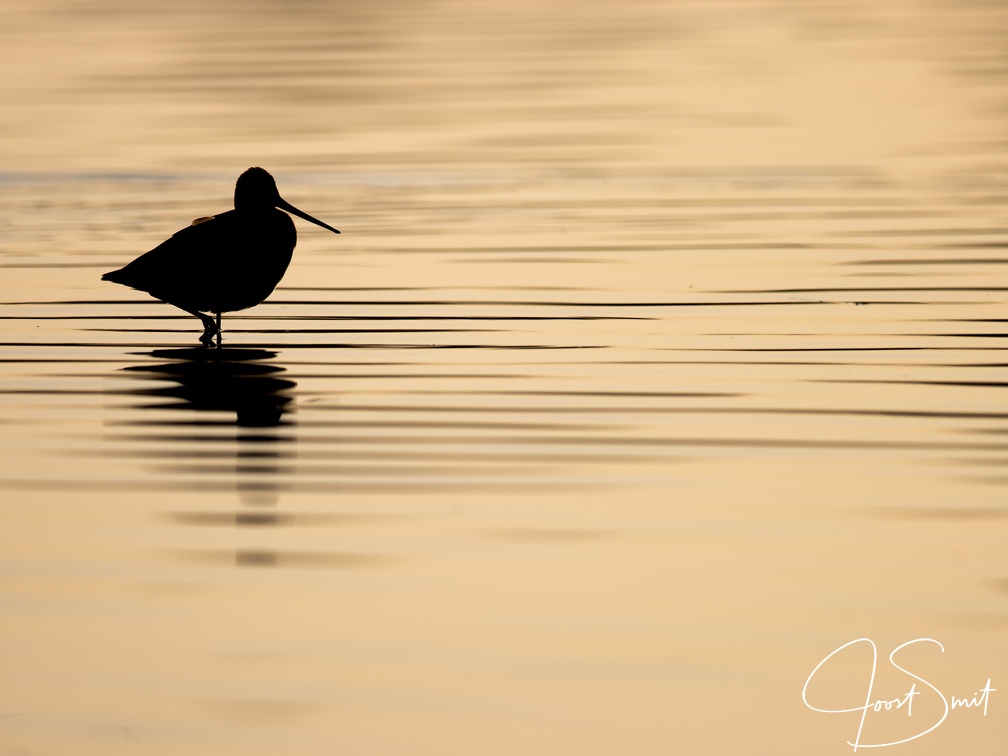 Silhoutte van een grutto