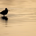 Silhoutte van een grutto