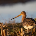 _-Piwigo_lightroom-5.jpg