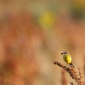 Gele kwikstaart in veld van rode zuring