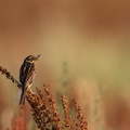 Rietgors-Piwigo_lightroom-2.jpg