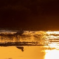 Kluut tegen zonsondergang
