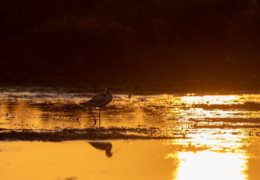 Kluut tegen zonsondergang