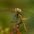 Bruinrode heidelibel