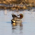 Wintertaling