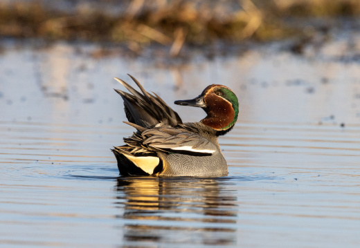 Wintertaling