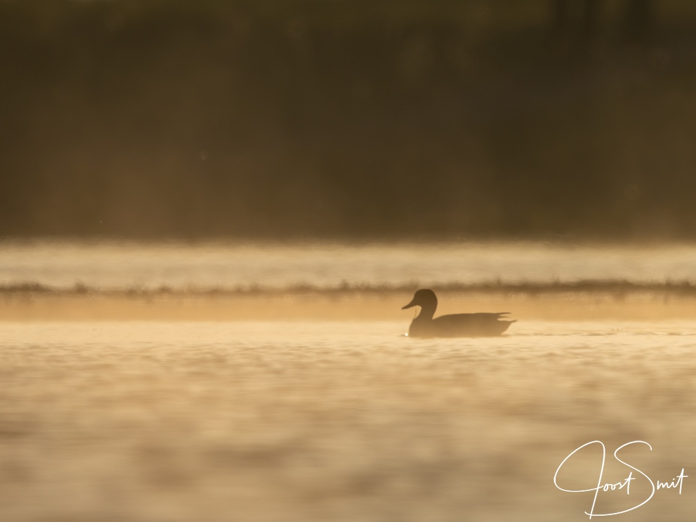 Krakeend in de mist