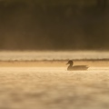 Krakeend in de mist