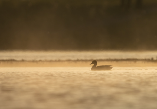 Krakeend in de mist