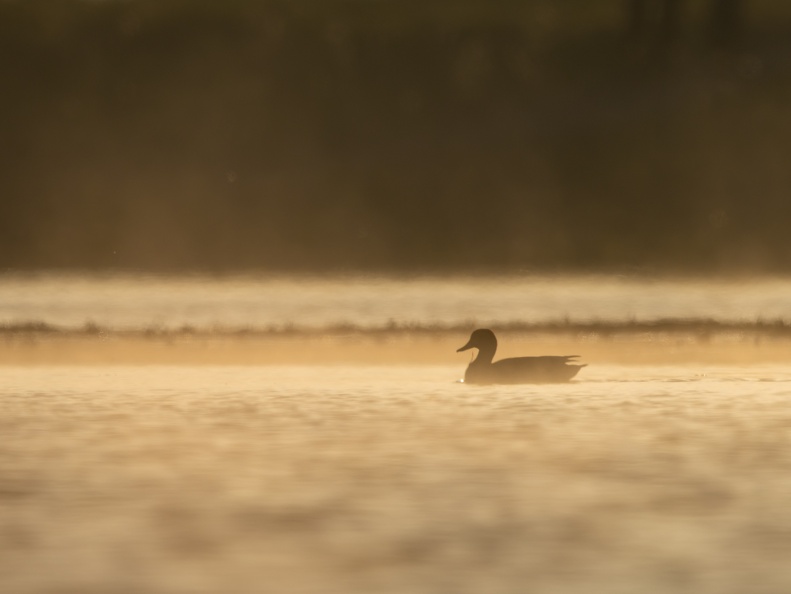 Krakeend in de mist