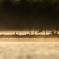 Kluut in de mistige avondzon